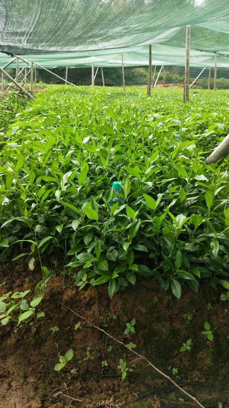 草珊瑚种苗，基地直供免费提供育苗种植技术及回收