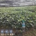 草珊瑚种苗，基地直供免费提供育苗种植技术及回收