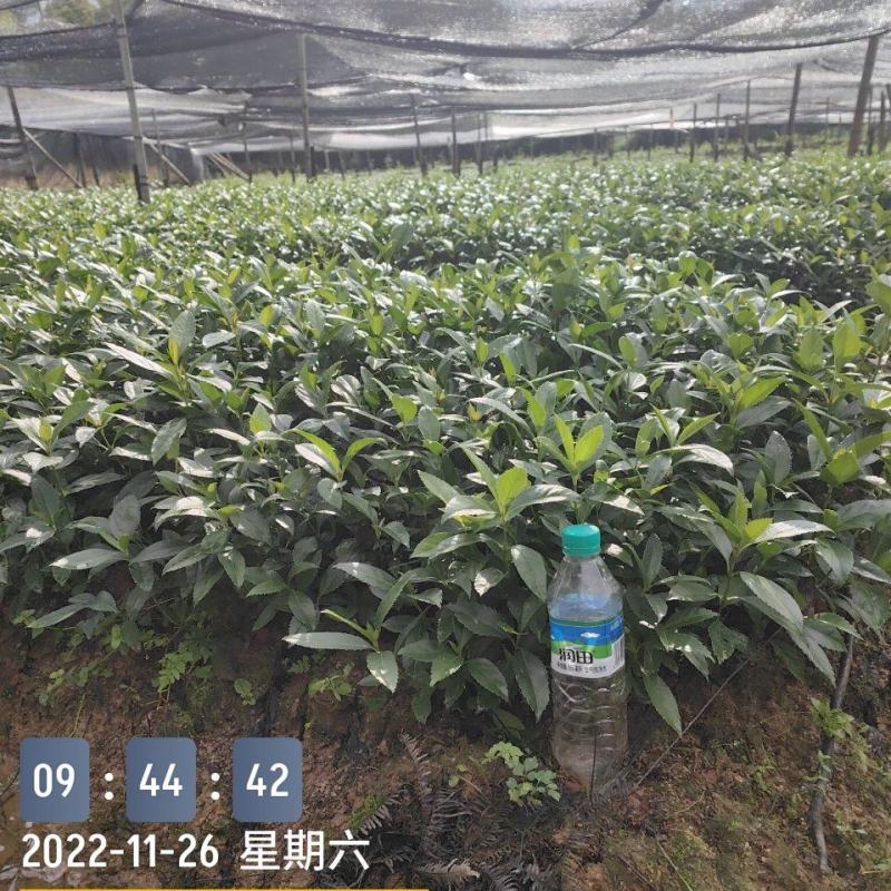 草珊瑚种苗，基地直供免费提供育苗种植技术及回收