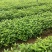 草珊瑚种苗，基地直供免费提供育苗种植技术及回收
