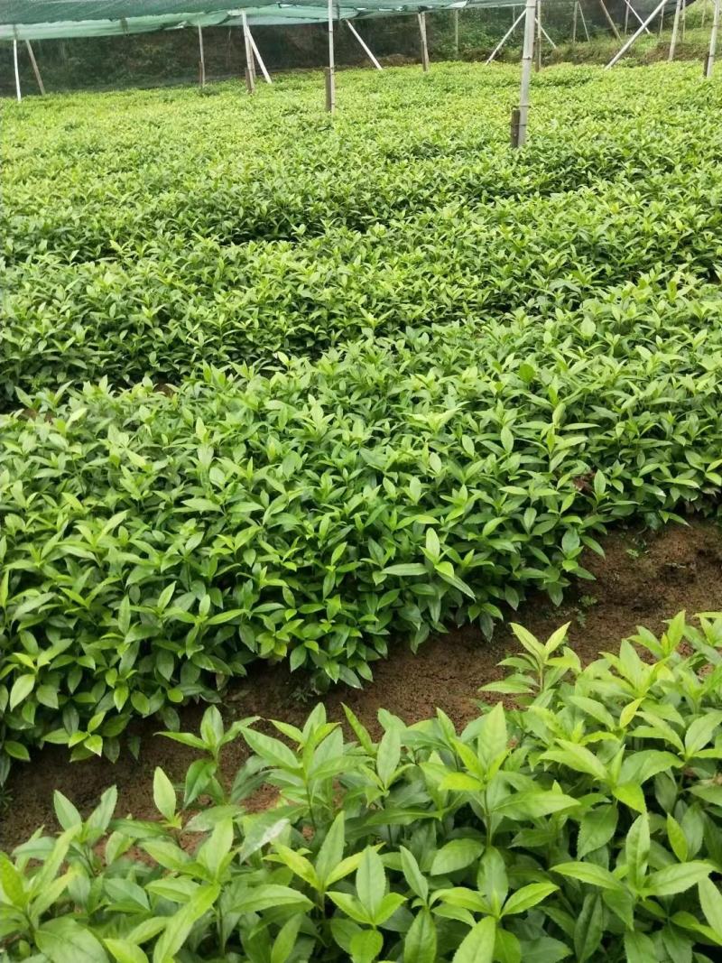 草珊瑚种苗，基地直供免费提供育苗种植技术及回收