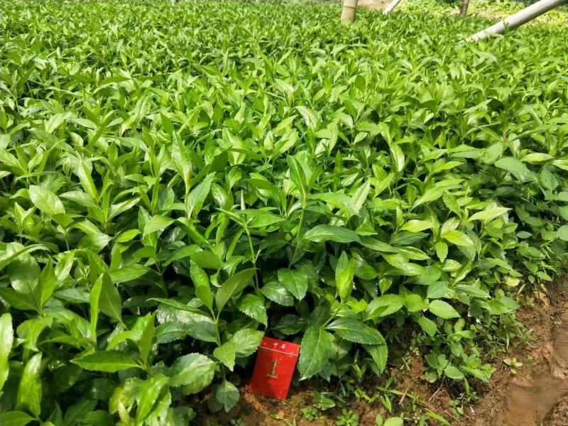 草珊瑚种苗，基地直供免费提供育苗种植技术及回收