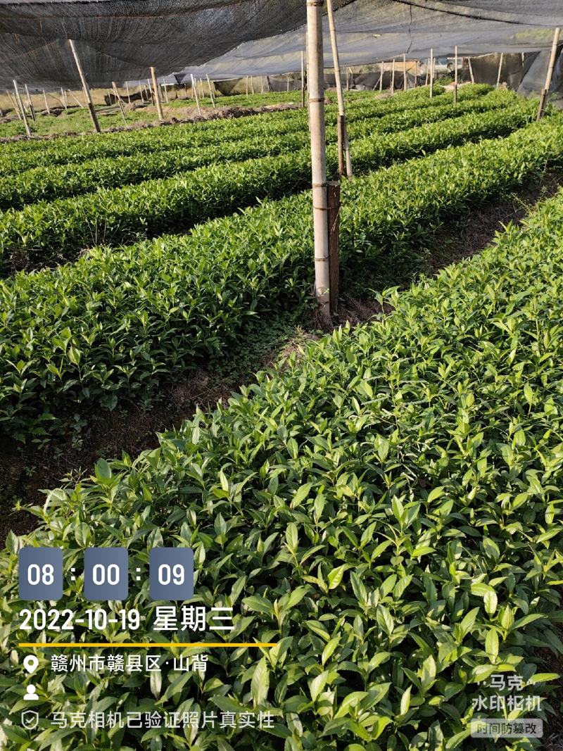 草珊瑚种苗，基地直供免费提供育苗种植技术及回收