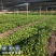 草珊瑚种苗，基地直供免费提供育苗种植技术及回收