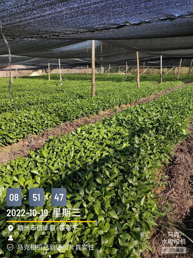 草珊瑚种苗，基地直供免费提供育苗种植技术及回收