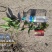 草珊瑚种苗，基地直供免费提供育苗种植技术及回收