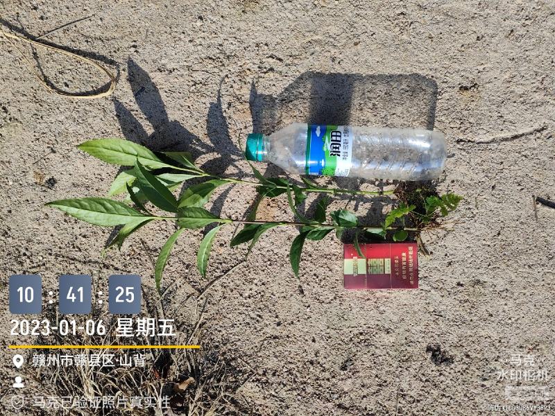 草珊瑚种苗，基地直供免费提供育苗种植技术及回收