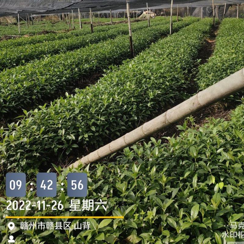 草珊瑚种苗，基地直供免费提供育苗种植技术及回收