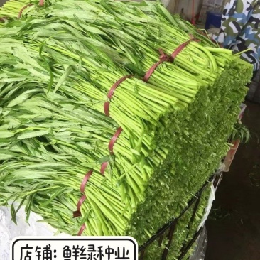 纯进口泰国柳叶空心菜种子质柔嫩纤维少生长快抗逆优