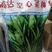 纯进口泰国柳叶空心菜种子质柔嫩纤维少生长快抗逆优