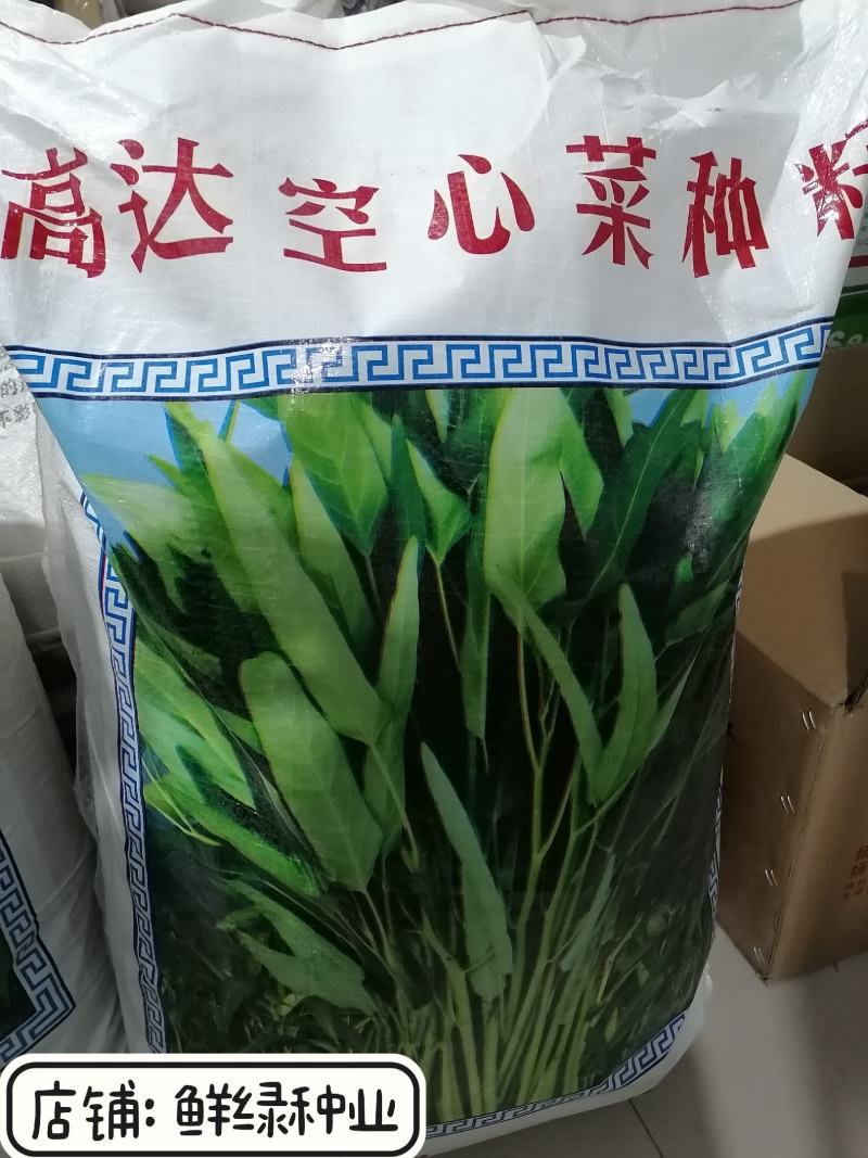 纯进口泰国柳叶空心菜种子质柔嫩纤维少生长快抗逆优