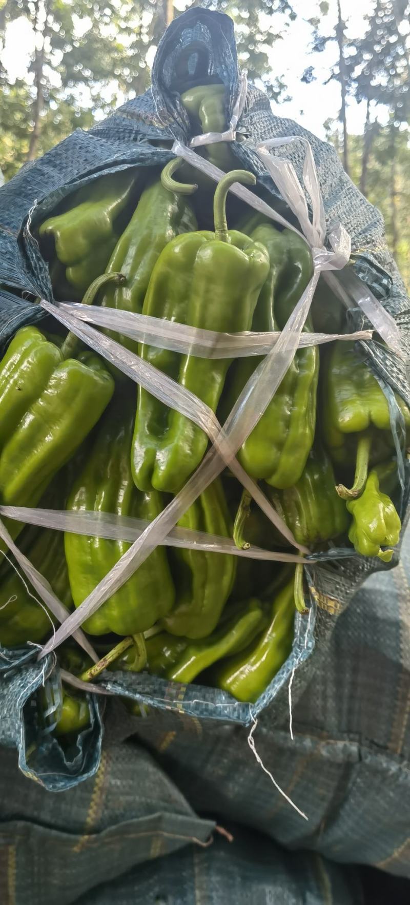 二荆条泡椒大量现货