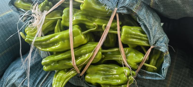 二荆条泡椒大量现货