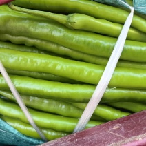 二荆条泡椒大量现货