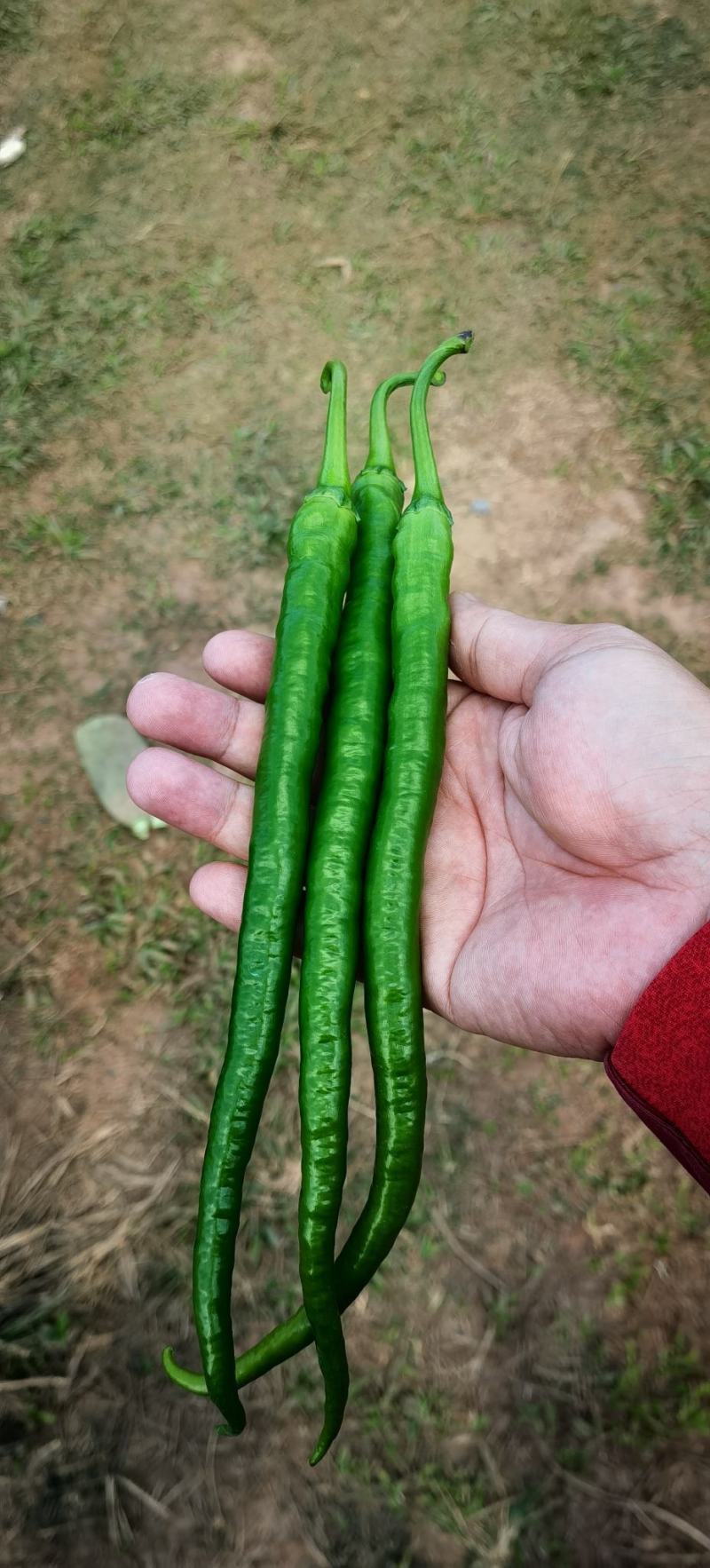 二荆条泡椒大量现货