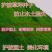 护坡固土草坪草籽护坡王草坪种子四季青简单易活耐寒耐旱绿化