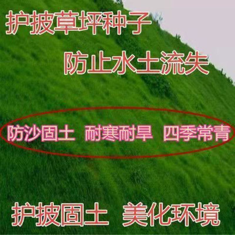 护坡固土草坪草籽护坡王草坪种子四季青简单易活耐寒耐旱绿化