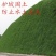 护坡固土草坪草籽护坡王草坪种子四季青简单易活耐寒耐旱绿化