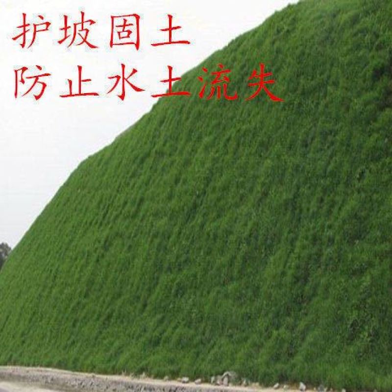 护坡固土草坪草籽护坡王草坪种子四季青简单易活耐寒耐旱绿化