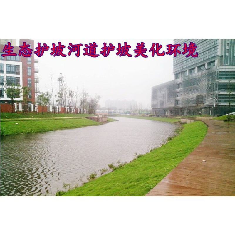 护坡固土草坪草籽护坡王草坪种子四季青简单易活耐寒耐旱绿化