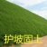 护坡固土草坪草籽护坡王草坪种子四季青简单易活耐寒耐旱绿化