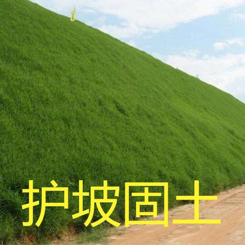 护坡固土草坪草籽护坡王草坪种子四季青简单易活耐寒耐旱绿化