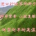 护坡固土草坪草籽护坡王草坪种子四季青简单易活耐寒耐旱绿化