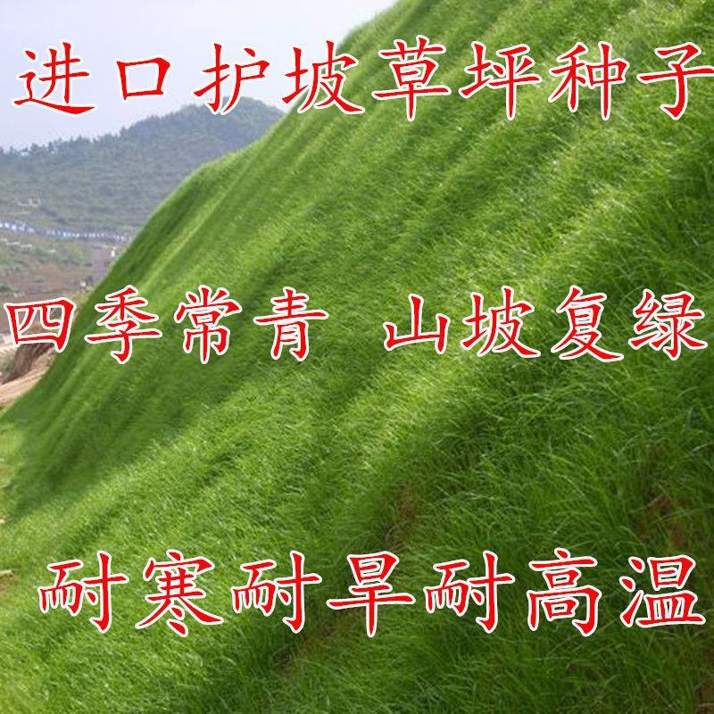 护坡固土草坪草籽护坡王草坪种子四季青简单易活耐寒耐旱绿化