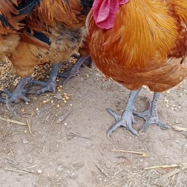 自家养的粮食大鸡公母