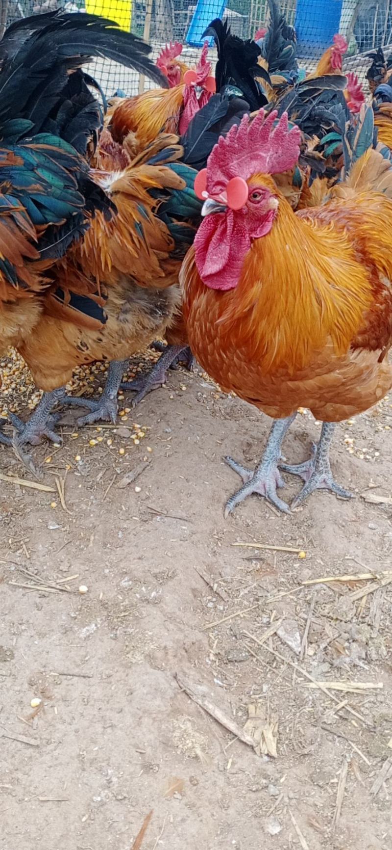自家养的粮食大鸡公母