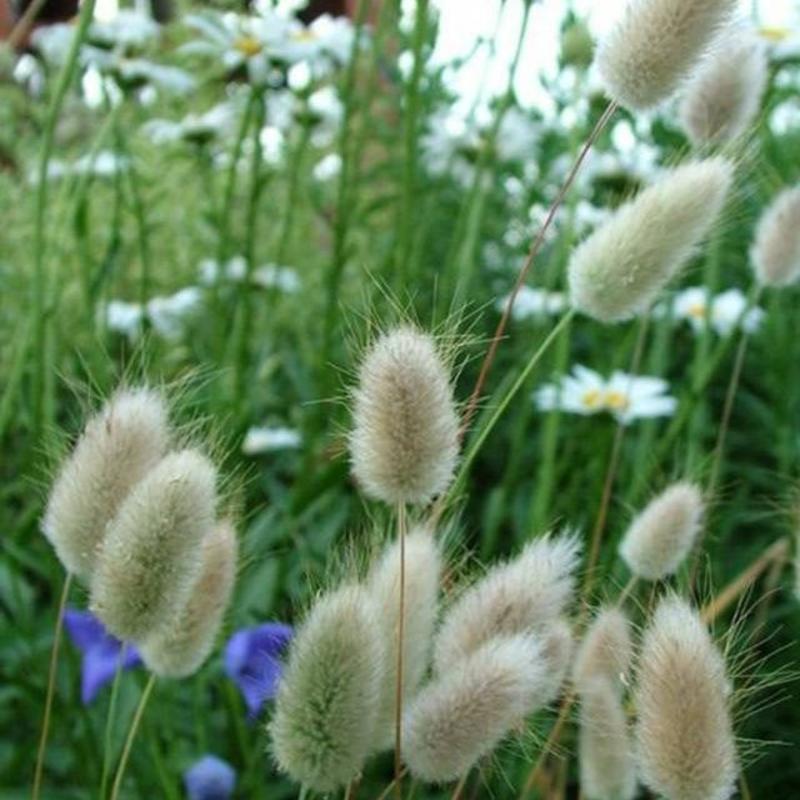 兔尾草花种子籽适合秋天种植四季开花悠然园艺耐寒室外观花