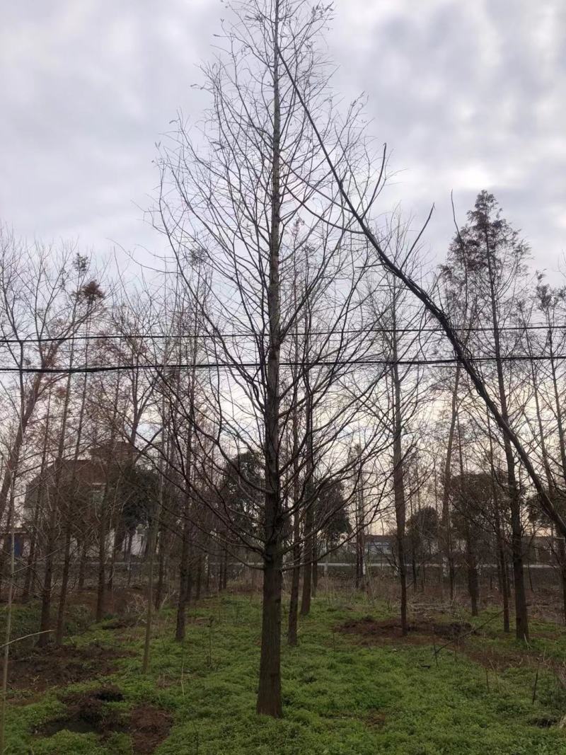 优质精品水杉3-20公分水杉树苗苗圃直供