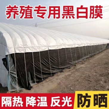 大棚膜黑白膜养殖专用膜食用菌棚膜青储覆盖香菇大棚膜