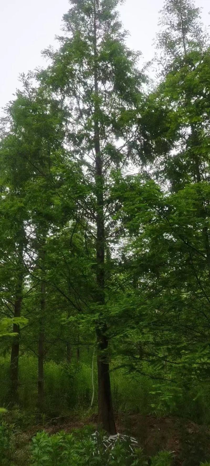 优质精品水杉3-20公分水杉树苗苗圃直供