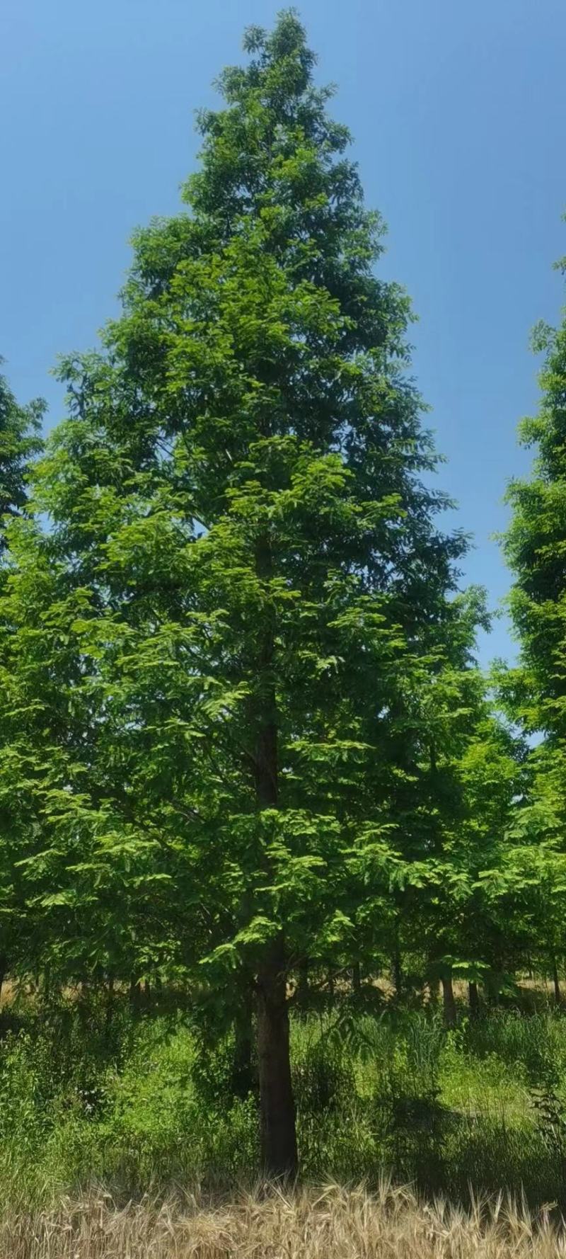 优质精品水杉3-20公分水杉树苗苗圃直供