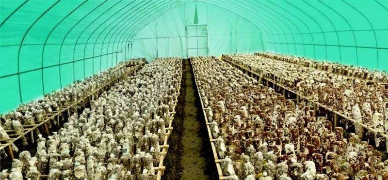 大棚膜黑白膜养殖专用膜食用菌棚膜青储覆盖香菇大棚膜