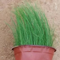 细叶针芒细茎针茅墨西哥羽毛草基地直销大量有货