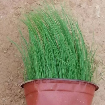 细叶针芒细茎针茅墨西哥羽毛草基地直销大量有货
