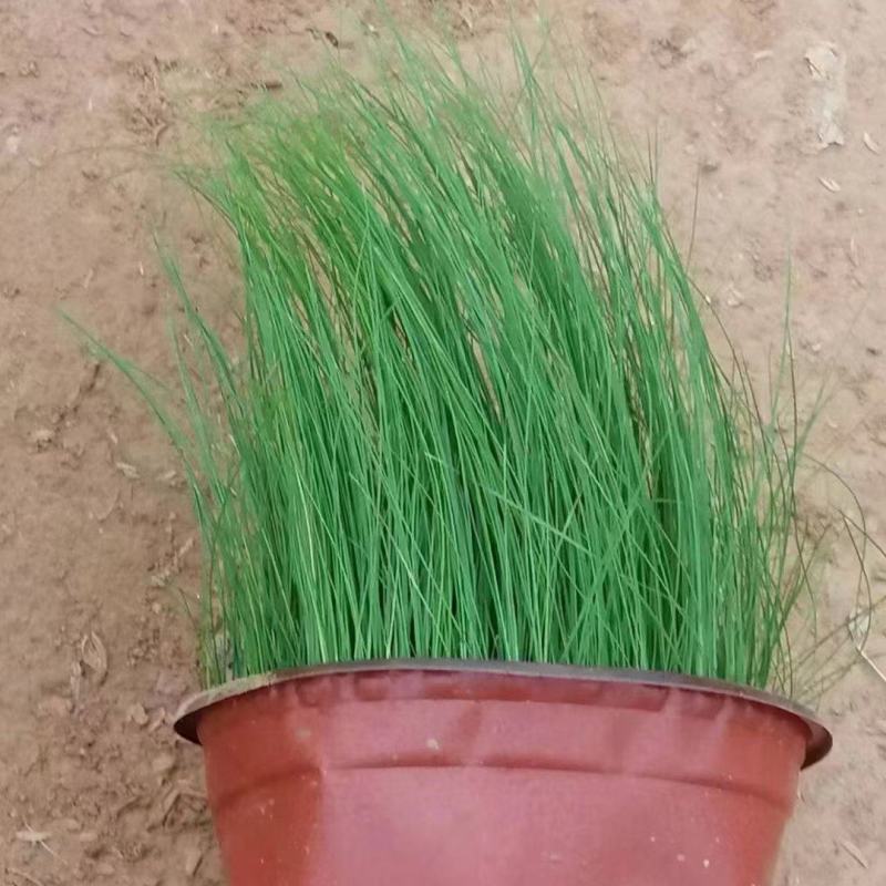 细叶针芒细茎针茅墨西哥羽毛草基地直销大量有货