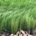 细叶针芒细茎针茅墨西哥羽毛草基地直销大量有货