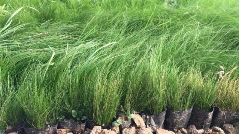 细叶针芒细茎针茅墨西哥羽毛草基地直销大量有货