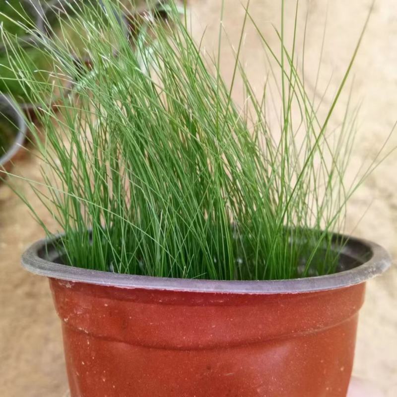 细叶针芒细茎针茅墨西哥羽毛草基地直销大量有货