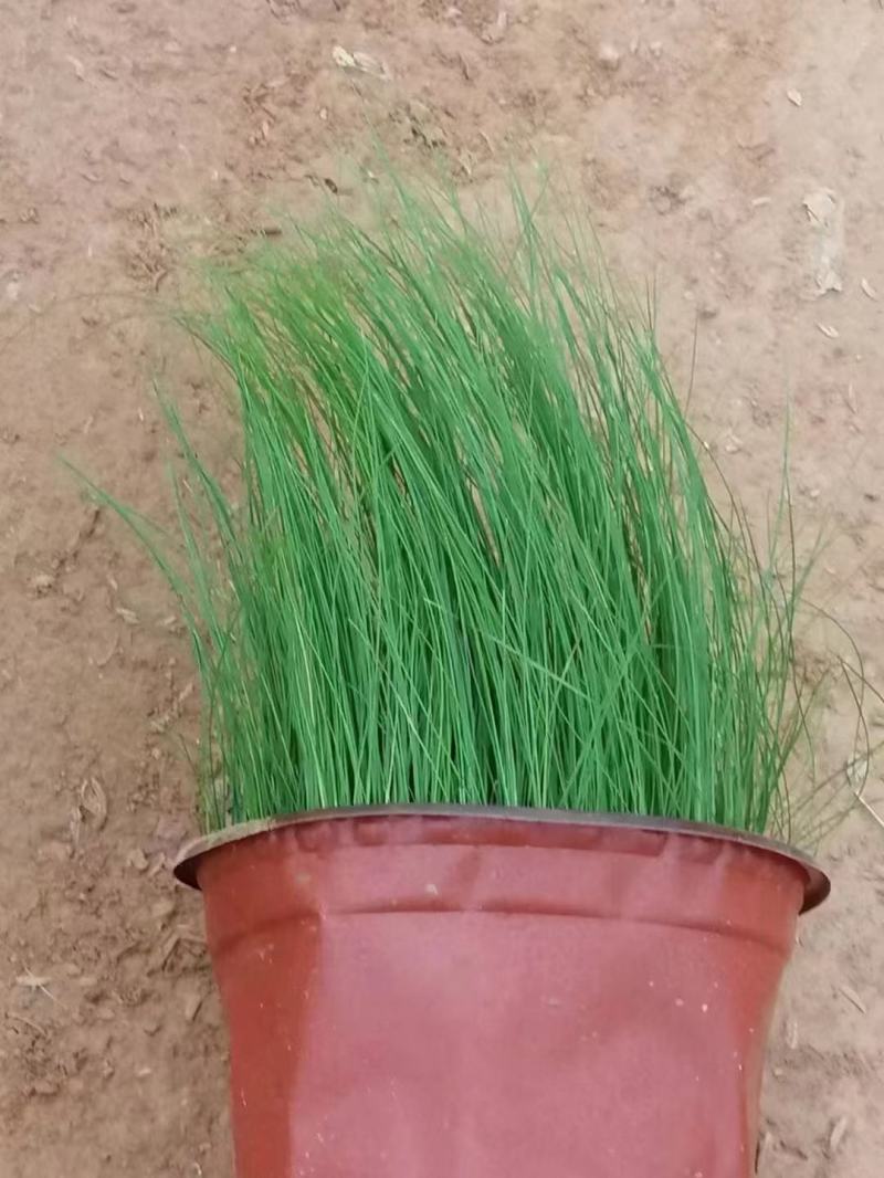 细叶针芒细茎针茅墨西哥羽毛草基地直销大量有货