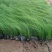 细叶针芒细茎针茅墨西哥羽毛草基地直销大量有货