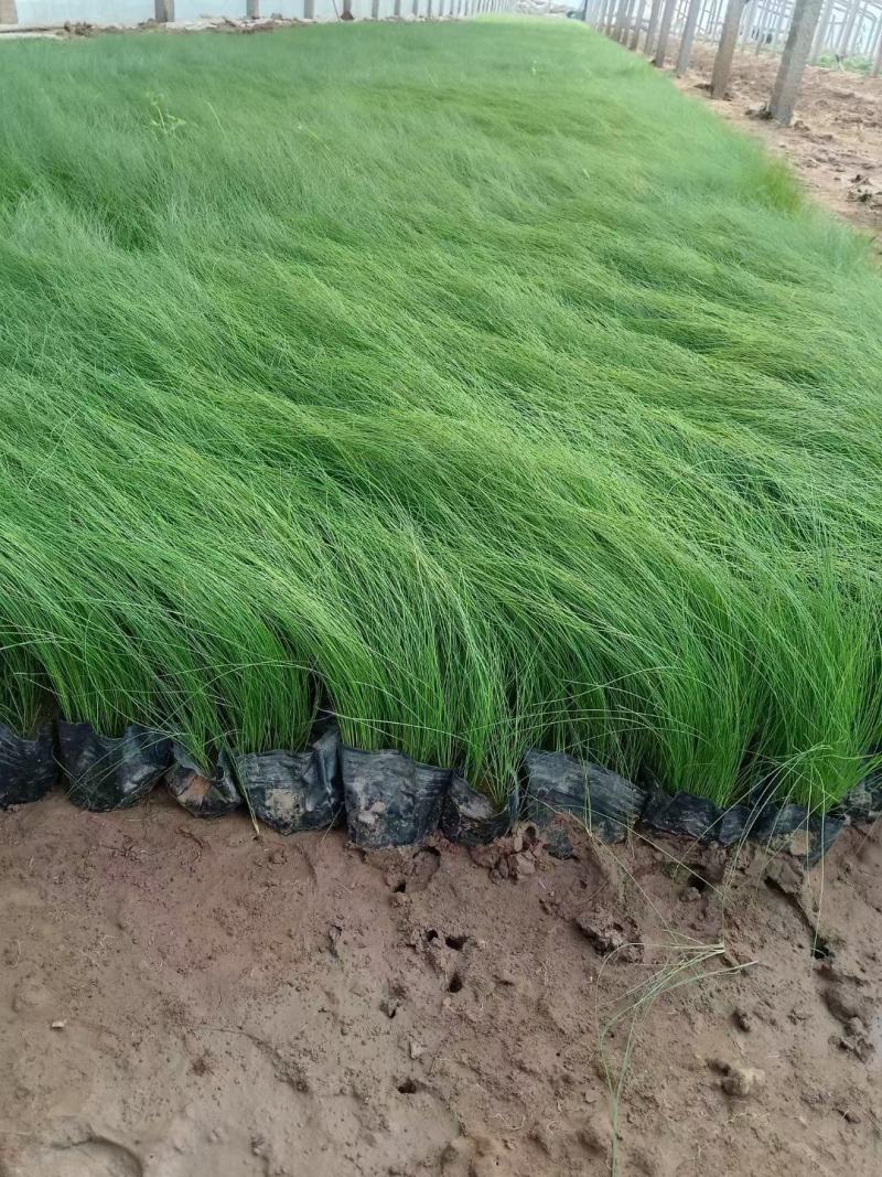 细叶针芒细茎针茅墨西哥羽毛草基地直销大量有货