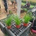细叶针芒细茎针茅墨西哥羽毛草基地直销大量有货