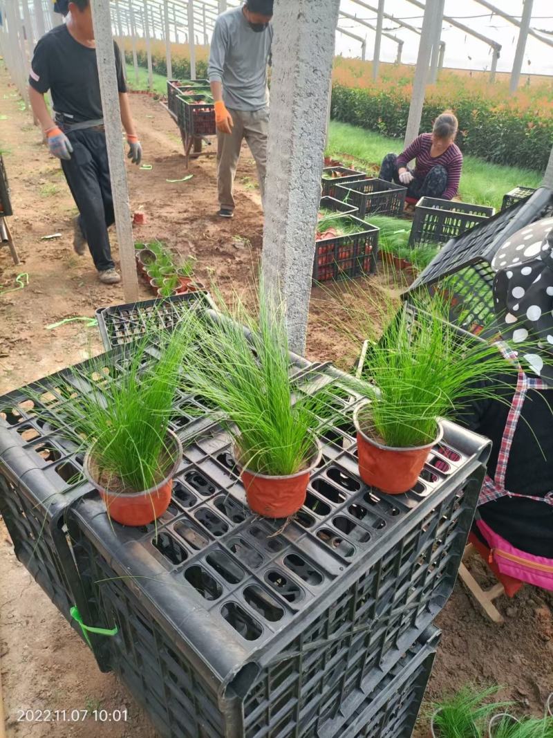 细叶针芒细茎针茅墨西哥羽毛草基地直销大量有货