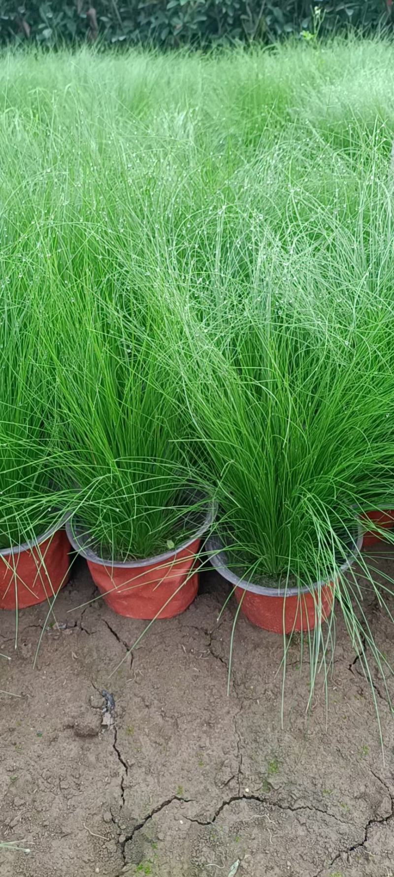 细叶针芒细茎针茅墨西哥羽毛草基地直销大量有货