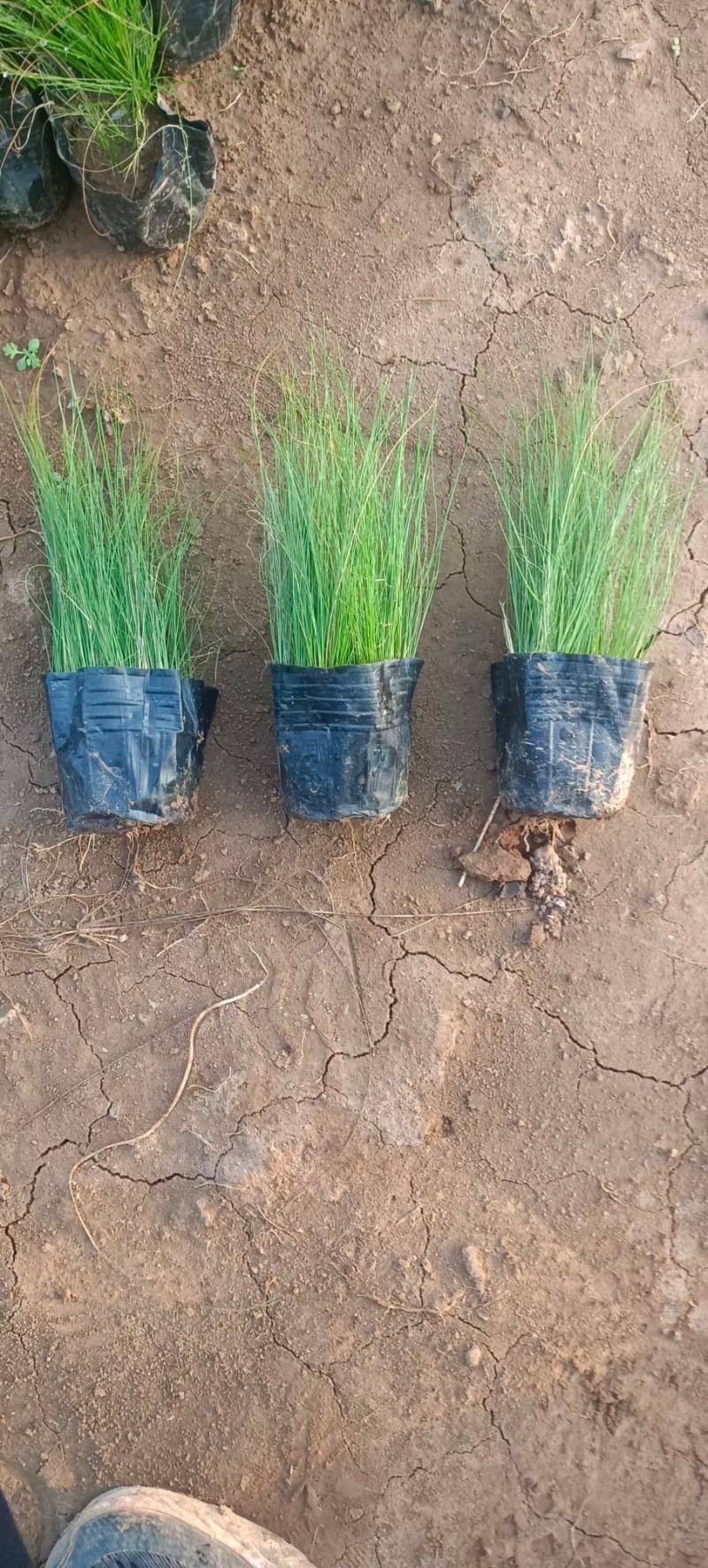 细叶针芒细茎针茅墨西哥羽毛草基地直销大量有货