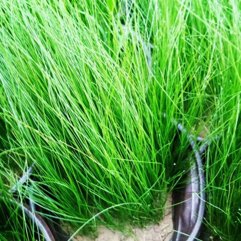细叶针芒细茎针茅墨西哥羽毛草基地直销大量有货